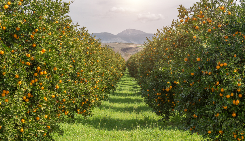 A grass pathway bordered on either side by orange trees in an orchard